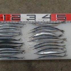 のとじま臨海公園海づりセンター 釣果