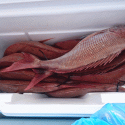 遊漁船ブルーウッズ 釣果