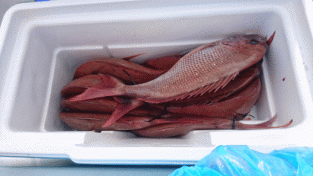 遊漁船ブルーウッズ 釣果