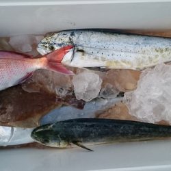 大進丸（新潟） 釣果