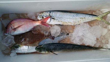 大進丸（新潟） 釣果