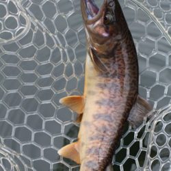 小菅トラウトガーデン 釣果