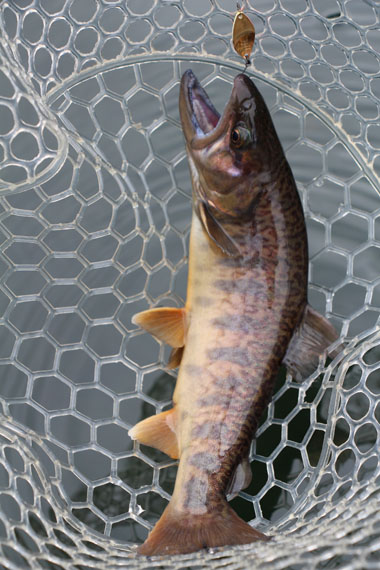 小菅トラウトガーデン 釣果