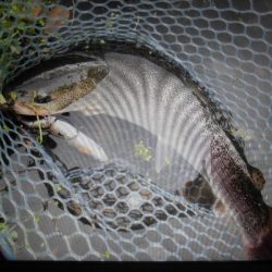 高萩ふれあいの里フィッシングエリア 釣果