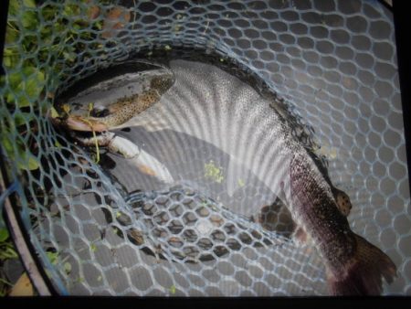 高萩ふれあいの里フィッシングエリア 釣果