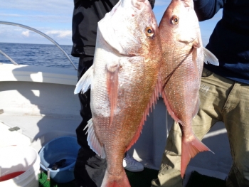 鯛紅丸 釣果