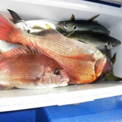 鯛紅丸 釣果