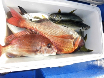 鯛紅丸 釣果
