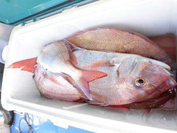鯛紅丸 釣果
