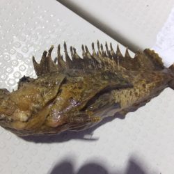 Hit Rush(ヒット ラッシュ） 釣果