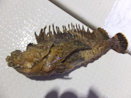 Hit Rush(ヒット ラッシュ） 釣果