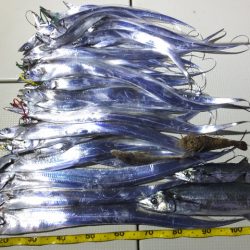 Hit Rush(ヒット ラッシュ） 釣果