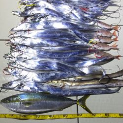 Hit Rush(ヒット ラッシュ) 釣果