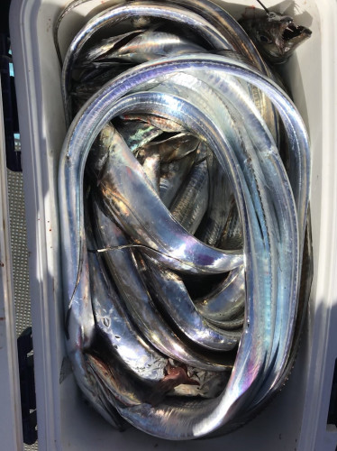 釣船 浦島太郎 釣果