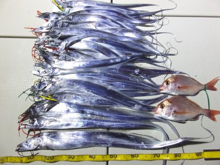 Hit Rush(ヒット ラッシュ） 釣果…