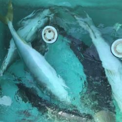 釣船 浦島太郎 釣果