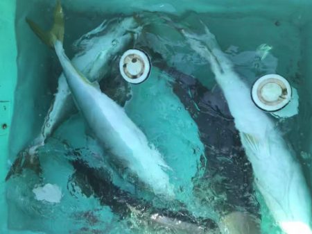 釣船 浦島太郎 釣果