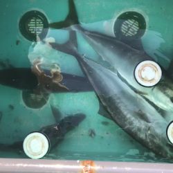 釣船 浦島太郎 釣果