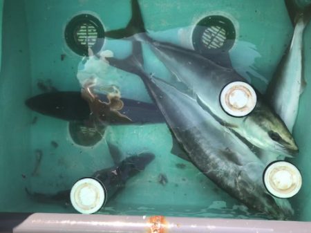 釣船 浦島太郎 釣果