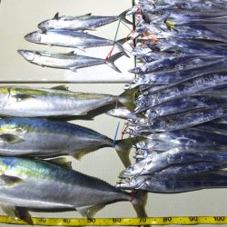 Hit Rush(ヒット ラッシュ） 釣果