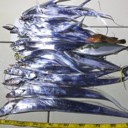 Hit Rush(ヒット ラッシュ) 釣果