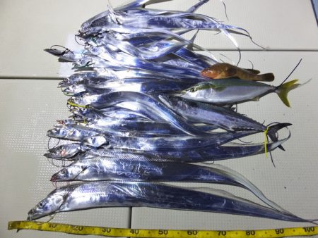 Hit Rush(ヒット ラッシュ） 釣果…