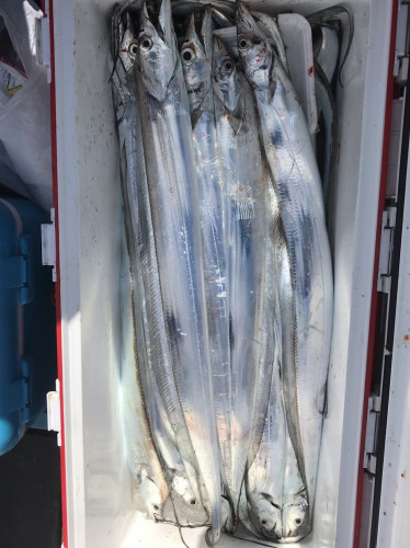 釣船 浦島太郎 釣果