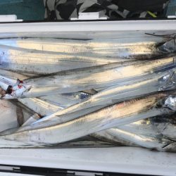 釣船 浦島太郎 釣果