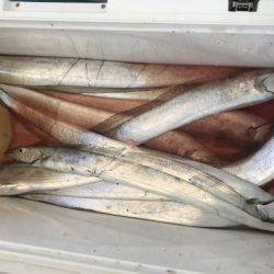 釣船 浦島太郎 釣果