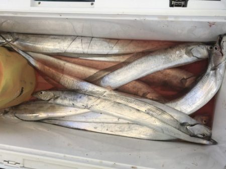 釣船 浦島太郎 釣果