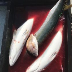 釣船 浦島太郎 釣果