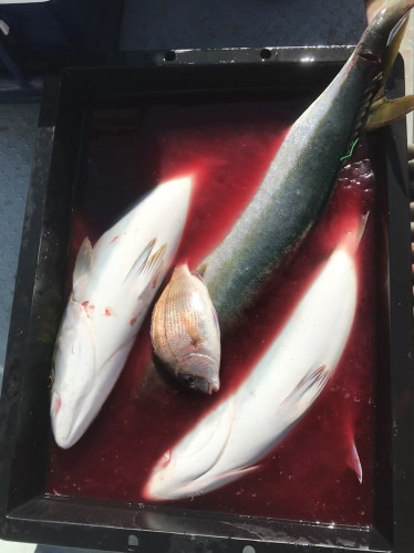 釣船 浦島太郎 釣果