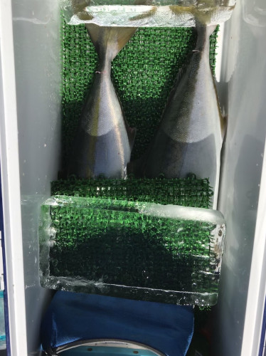 釣船 浦島太郎 釣果