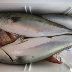 釣船 浦島太郎 釣果