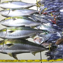 Hit Rush(ヒット ラッシュ) 釣果