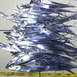 Hit Rush(ヒット ラッシュ） 釣果