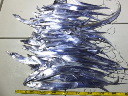 Hit Rush(ヒット ラッシュ） 釣果…