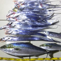 Hit Rush(ヒット ラッシュ） 釣果