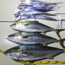 Hit Rush(ヒット ラッシュ) 釣果