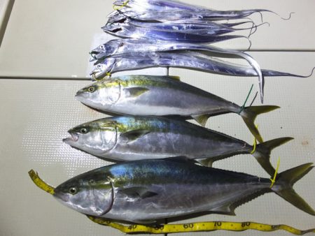 Hit Rush(ヒット ラッシュ） 釣果…