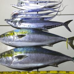 Hit Rush(ヒット ラッシュ) 釣果