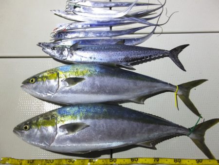 Hit Rush(ヒット ラッシュ） 釣果…