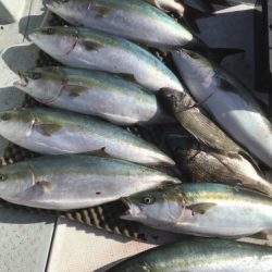 釣船 浦島太郎 釣果