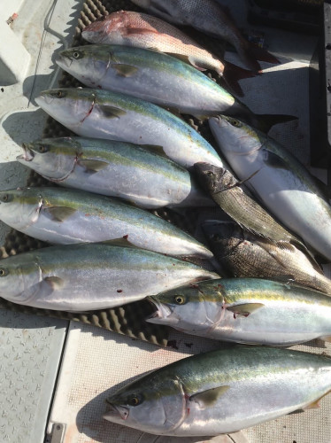 釣船 浦島太郎 釣果