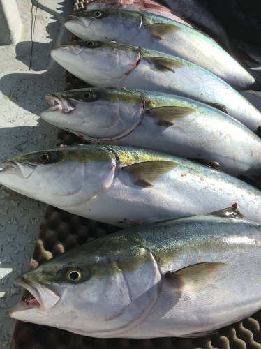 釣船 浦島太郎 釣果