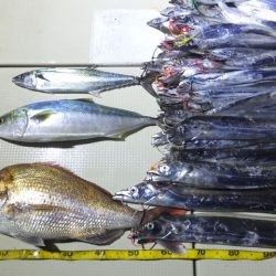 Hit Rush(ヒット ラッシュ) 釣果