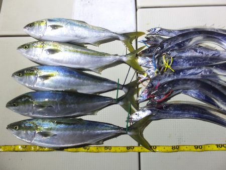 Hit Rush(ヒット ラッシュ） 釣果…