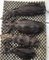 釣船 浦島太郎 釣果