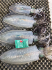 釣船 浦島太郎 釣果