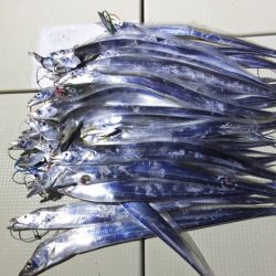 Hit Rush(ヒット ラッシュ） 釣果